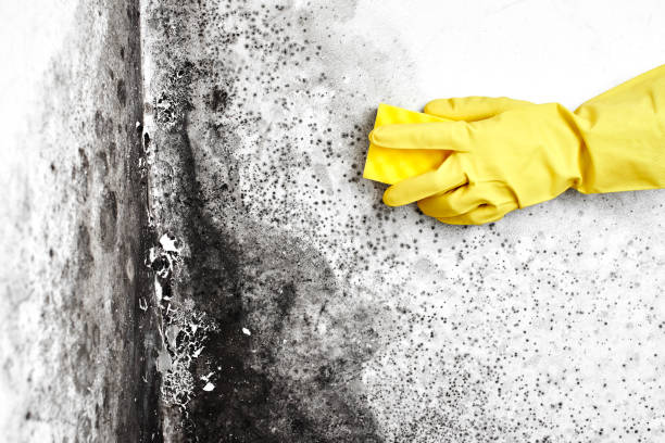 Best Black Mold Removal  in Fort Lee, NJ