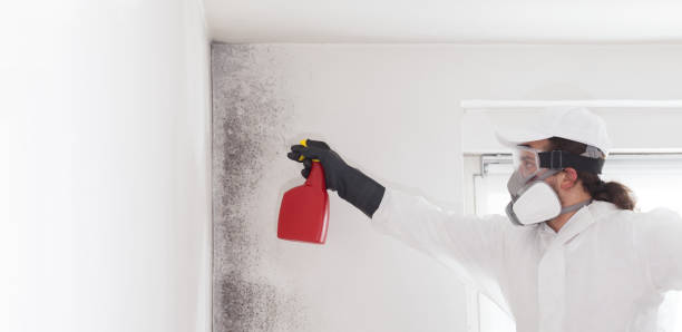 Professional Mold Removal in Fort Lee, NJ